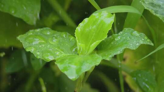 夏雨，草丛一角，微距升格特写