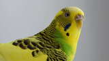 黄色波浪鹦鹉微微拍打翅膀，把头转向相机高清在线视频素材下载