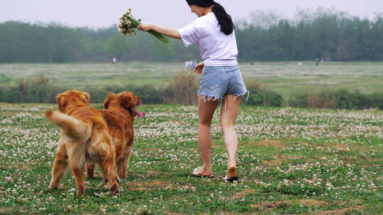 美女和两只金毛狗在春天鲜花草地上玩耍