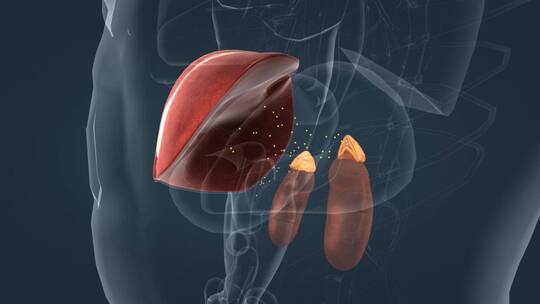 医学人体器官内分泌系统肾上腺素肝脏动画