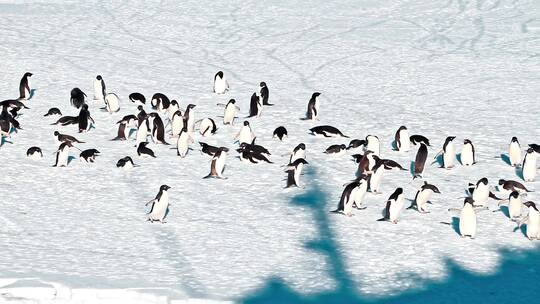 成群的企鹅在冰地上行走
