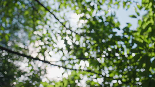 逆光树叶阳光树叶