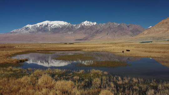 慕士塔格峰下的新疆帕米尔高原塔合曼乡湿地