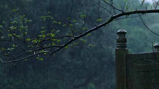 春天雨季雨滴树林树叶升格空镜