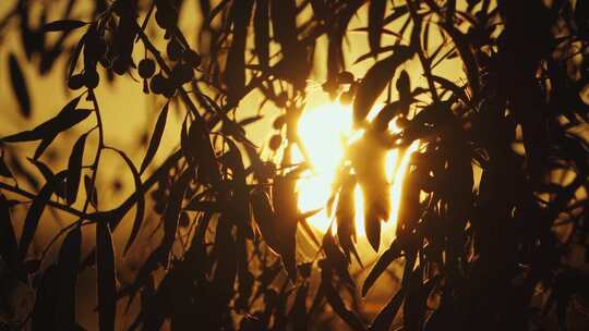 黄昏夕阳下的树叶剪影