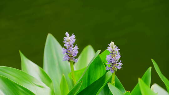 植物 花 夏天 绿色4K