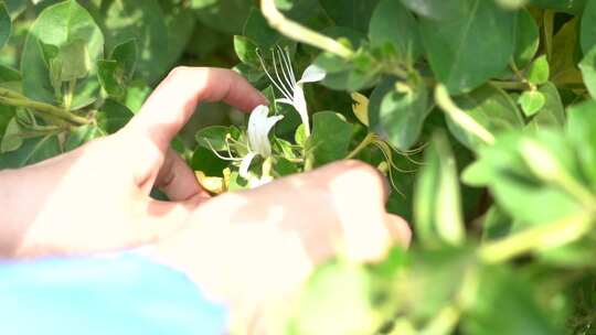 金银花 金银花种植 金银花收获