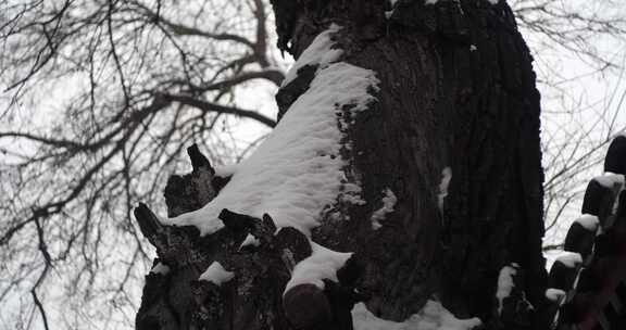 雪胡同树