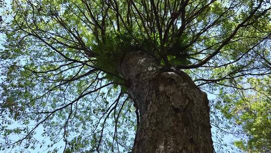 大自然树林 参天大树