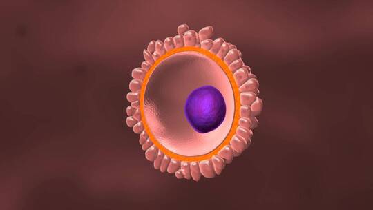 医学卵子受精过程动画精子卵子受精过程视频素材模板下载