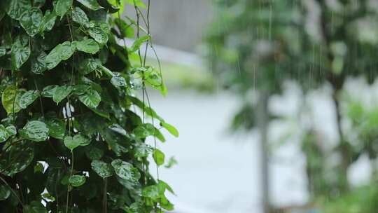 下雨植物上的雨水滴