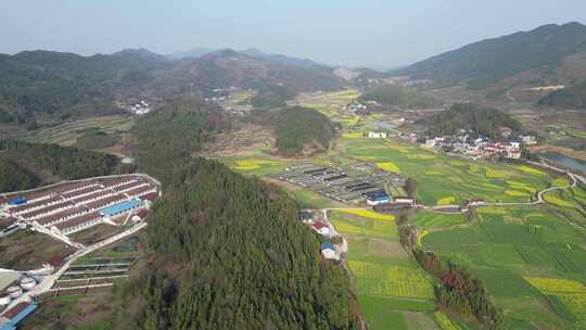 美丽乡村农业种植油菜花农田航拍视频素材模板下载