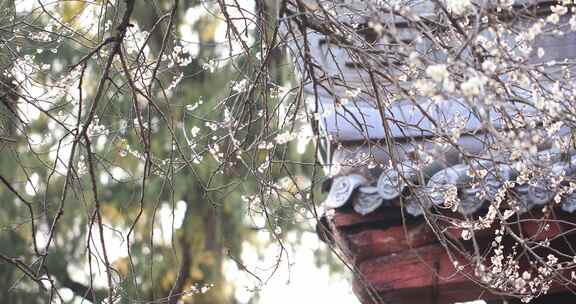 浙江天台国清寺隋梅绽放古建筑局部特写