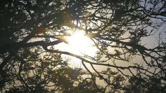 阳光透过被风吹过的树枝