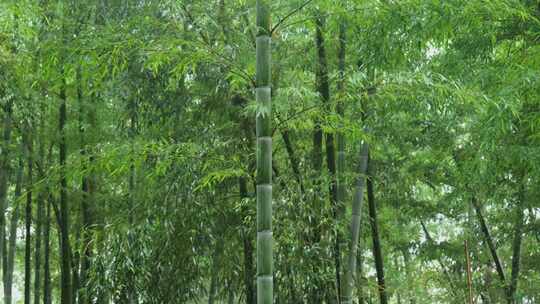 下雨天茂密的竹林枝叶繁茂生机勃勃的景象