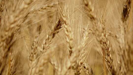 小麦 麦田 丰收 麦浪 青麦 小麦生长视频素材模板下载
