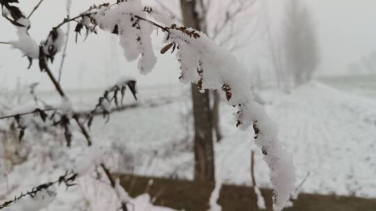 挂满雪的枝头