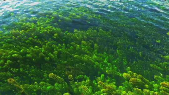 清澈流水水草