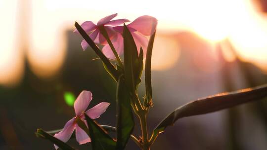 秋天夕阳下的植物树叶花朵4k视频素材