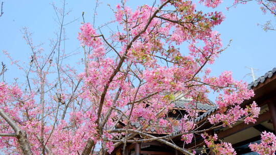 南宁青秀山樱花树中式园林庭院古建筑屋檐