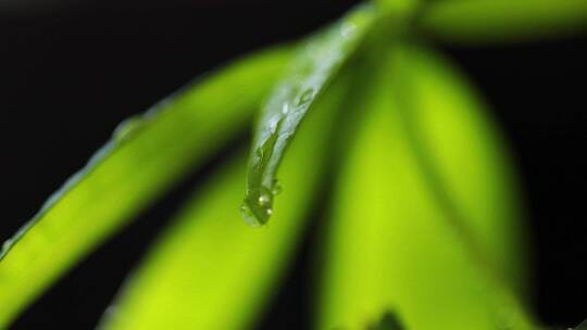 下雨植物雨滴小合集视频素材模板下载