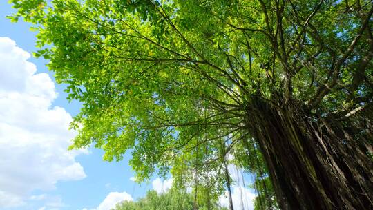 夏天蓝天白云阳光草坪草地绿地树林森林公园