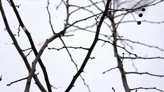 摇摄冬天光秃秃的树枝前雪花飘飞