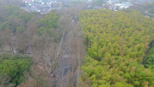 杭州植物园春天风景视频素材