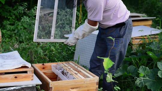 农户养殖蜜蜂取蜂蜜视频素材模板下载
