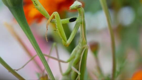 螳螂爬上植物
