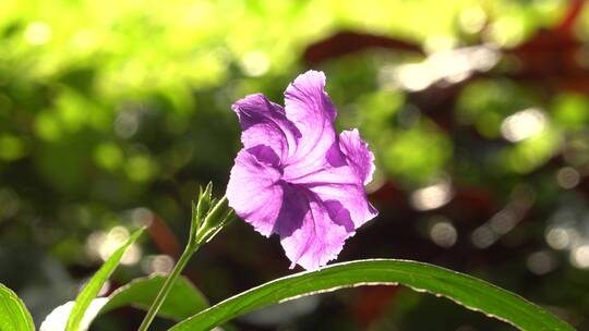 花 小花 紫色花 绿化 路边 景观