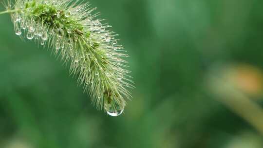 温暖治愈微距拍摄雨后植物叶水珠实拍视频