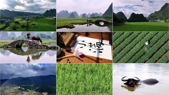 合集-小满节气 农民播种绿色稻田自然风光高清在线视频素材下载