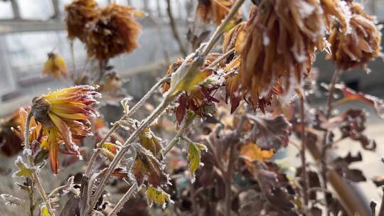 植物上的霜视频合集