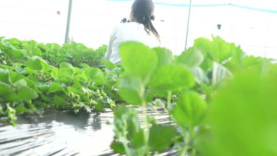 草莓园 农田 农业作物 水果 绿色植物 温室