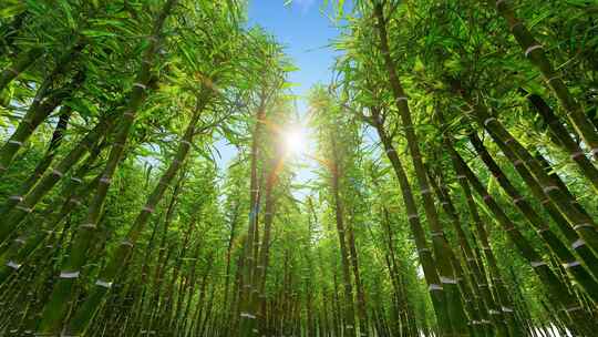 风吹竹林空镜头唯美意境