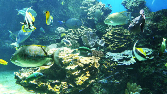 五颜六色的鱼在水下游泳视频素材模板下载