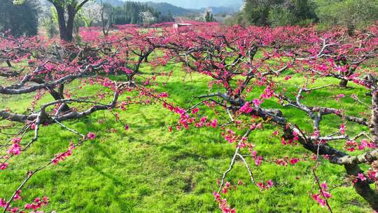 桃花树桃花林桃花山