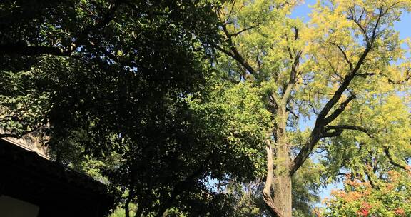 留园古银杏 秋天阳光树叶