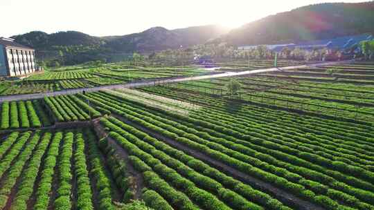 茶园航拍/茶叶绿茶