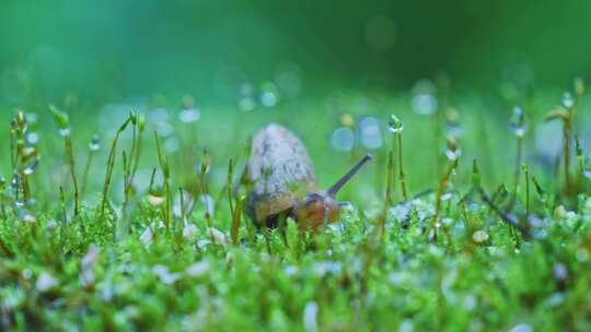 微观蜗牛苔藓自然绿色生命