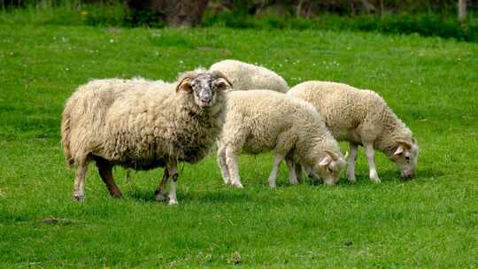 特写在草地上吃草的绵羊