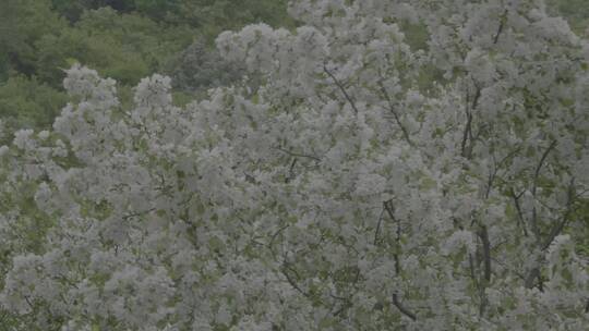 山丁子花LOG