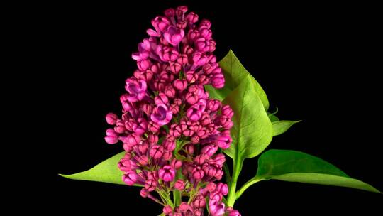 3713_紫罗兰，丁香，盛开的花