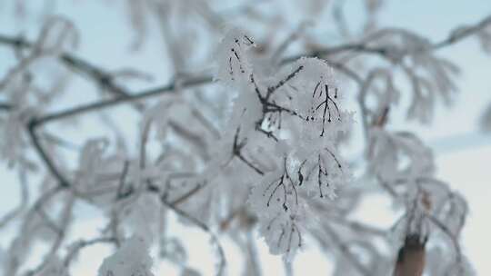 雪天雪景下雪冰冻