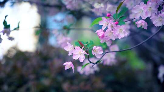 桃花、海棠花、紫荆花   4K素材