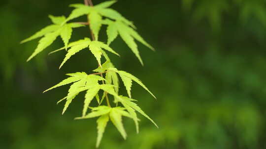 森林树木树叶植物