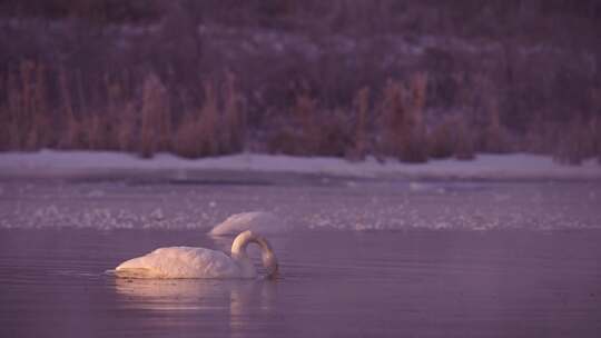 冬季寒冷冰河上野生的白天鹅