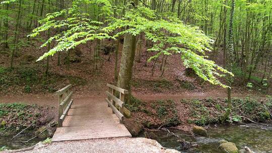 公园河上的木桥