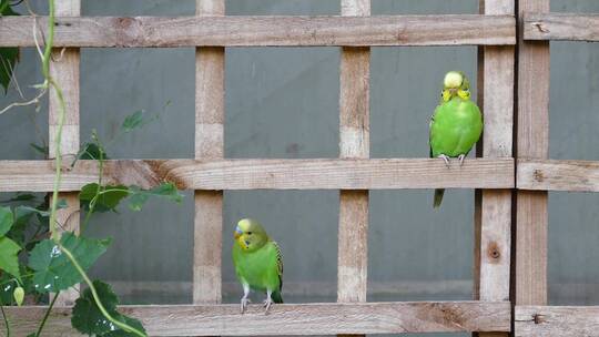 两只绿色鹦鹉在栅栏上